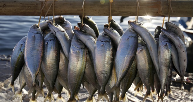 fisch
